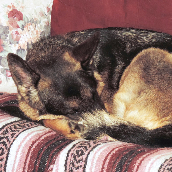 Meet your Posher, SunsetPainter - Picture 3 of 5